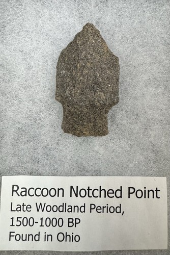 Raccoon notched type - raccoon, notched-type